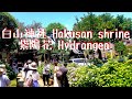 6 4 22 あじさい満開 Hydrangea in full bloom 令和4年 2022 白山神社 Hakusan shrine 紫陽花 Hydrangea