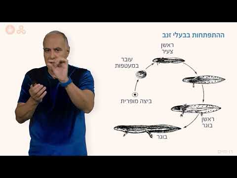 דו חיים - התפתחות וגלגול חלק ב