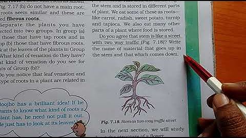 Class 6 science chapter 7 Getting to know plants (Roots)