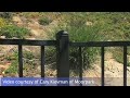 Bobcat spotted in Moorpark
