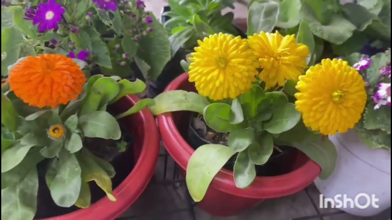 Best tips for calendula plant