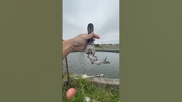 Rescuing a Strange Fish from Certain Death…☠️