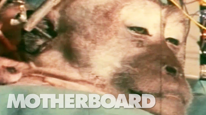 A Monkey Head Transplant (Part 2/2)