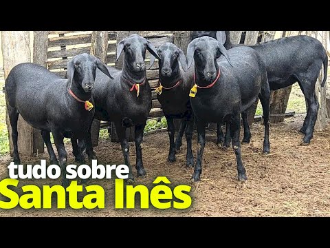 Vídeo: Designação de moedas. Forex e padrões mundiais