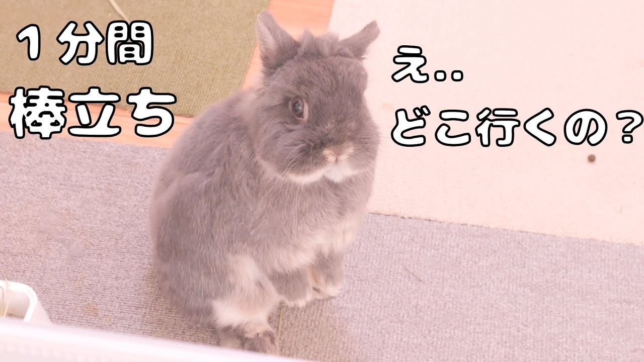 ♡蜜蜂うさぎちゃん♡ maxresdefault.jpg