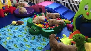 Golden turtle puppy play by HeritageGoldens 481 views 2 years ago 2 minutes, 19 seconds