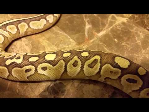 PLATINUM LESSER BALL PYTHON HD