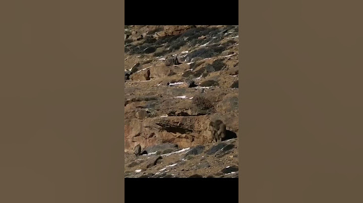 kings of mountains snow leopard hunting yak #deosainationalpark #animal  #nature #yaks #wildlife