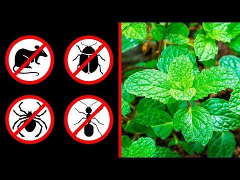 Video: Hausgemachtes Insektenspray: Natürliche Rezepte Für Ihre Haut, Ihr Zuhause Und Ihre Pflanzen