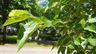 Tilia miqueliana lípa Miquelova