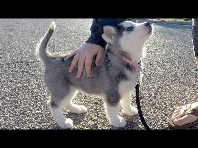 images of cute husky puppies