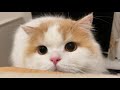 🍋寝る前にいっしょに遊んでくれる猫
