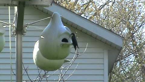 Tree Swallow Diary 2011 Part 1 - They arrive