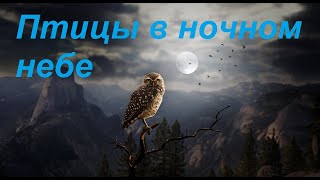 Десятки СОВ гоняют сотню птиц в ночном небе | Owls chase night birds