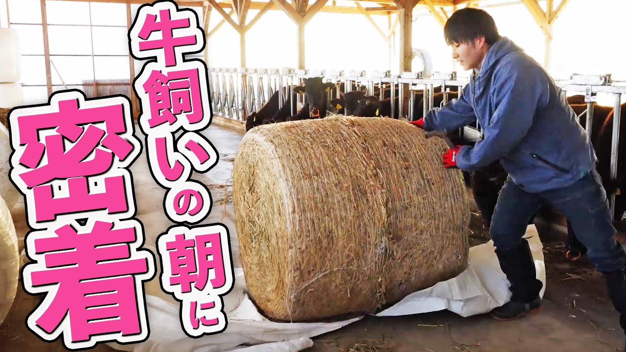 【牛舎の裏側潜入】朝７時から密着！牛飼いのリアルなモーニングルーティーン