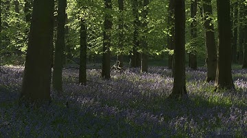 4K HDR Bluebell Woods   English Forest   Birds Singing   No Loop   Relaxing Nature Video & Sounds