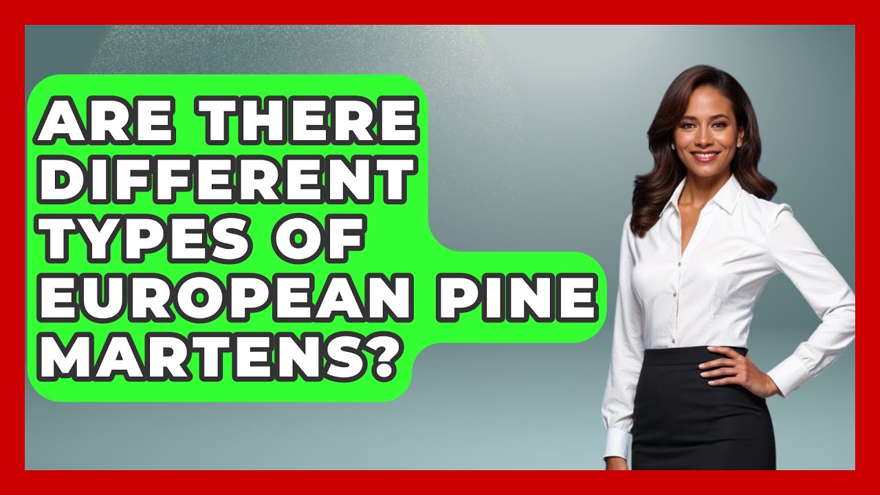 Are There Different Types Of European Pine Martens? - The Wild Life Explorer