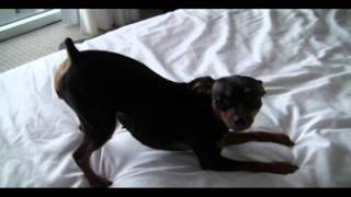 Funny Dancing & Singing Miniature Pinscher Dog (Watch 'till the end)