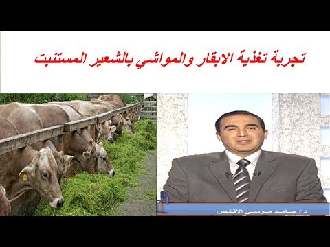 فيديو: كيفية استخدام الشعير كعلف للحيوانات