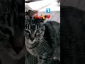 Woof cat sound meowskitten  funny cats