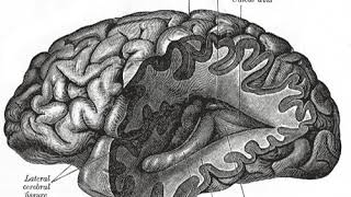 Neurophilosophy | Wikipedia audio article