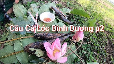 NGUYEN CHANH VLOGS CÙNG HVA FROG CHINH PHỤC CÁ LÓC VIỆT NAM P15 câu cá lóc Snakehead fishing