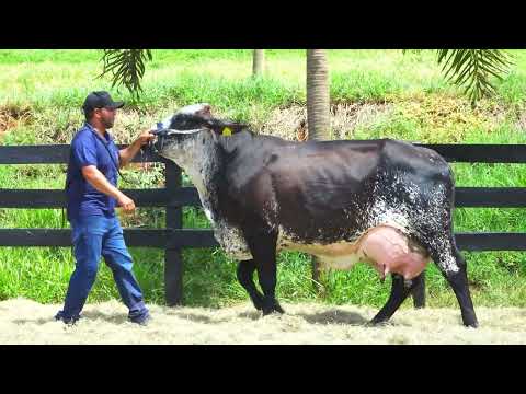 LOTE 29 SERRADA FIV DA PAVANA