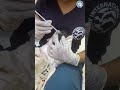 Tiny Orphaned Howler Receives Vital Treatment  #animals #wildlife #monkeys #costarica