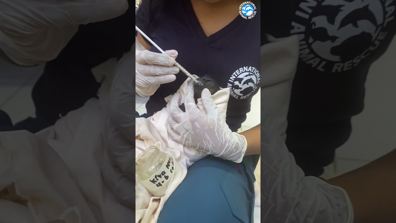 Tiny Orphaned Howler Receives Vital Treatment  