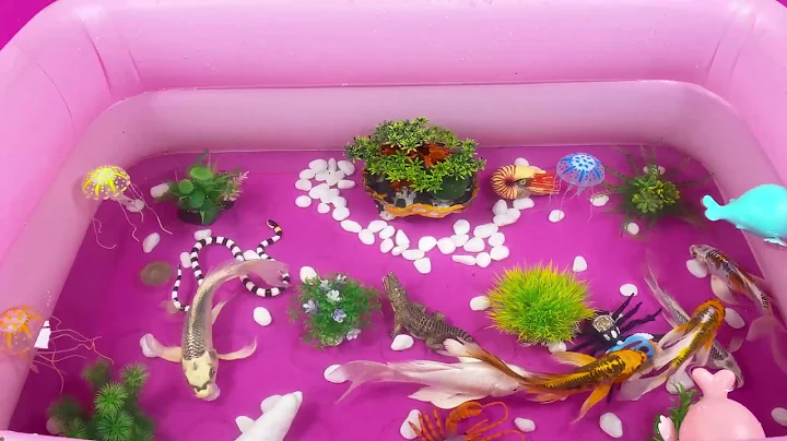 Let's explore what fish and sea creatures there are:sharks,jellyfish#goldfish#animals#viral videos