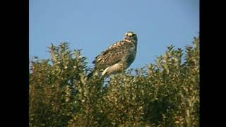ケアシノスリ(1)数少ない冬鳥(各地) - Rough-legged buzzard - Wild Bird - 野鳥 動画図鑑