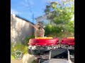 early morning #hummingbird #asmr #shotoniphone