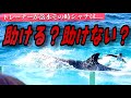 【落水】シャチはトレーナーを助ける?助けない? 鴨川シーワールド ララ