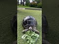The sound tortoises actually make ☺️ #aldabratortoise #wildlife #shorts