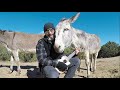Hazel the Donkey Wants more Beatles. One of her Favorite Songs