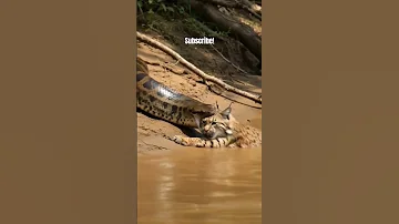 Anaconda Strikes Cat National Geographic Wild Animal Park Amazon Basin Brazil Discovery Series 