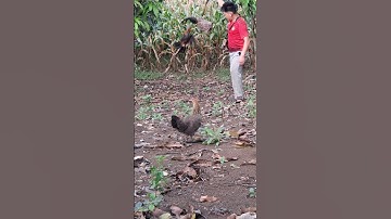 gà rừng tai trắng cực xong bây như chim.qaib qus khav theeb ya cuag noog