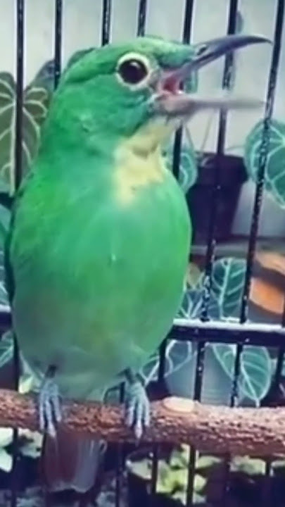 cucak ijo betina buat pancingan cak ijo jantan