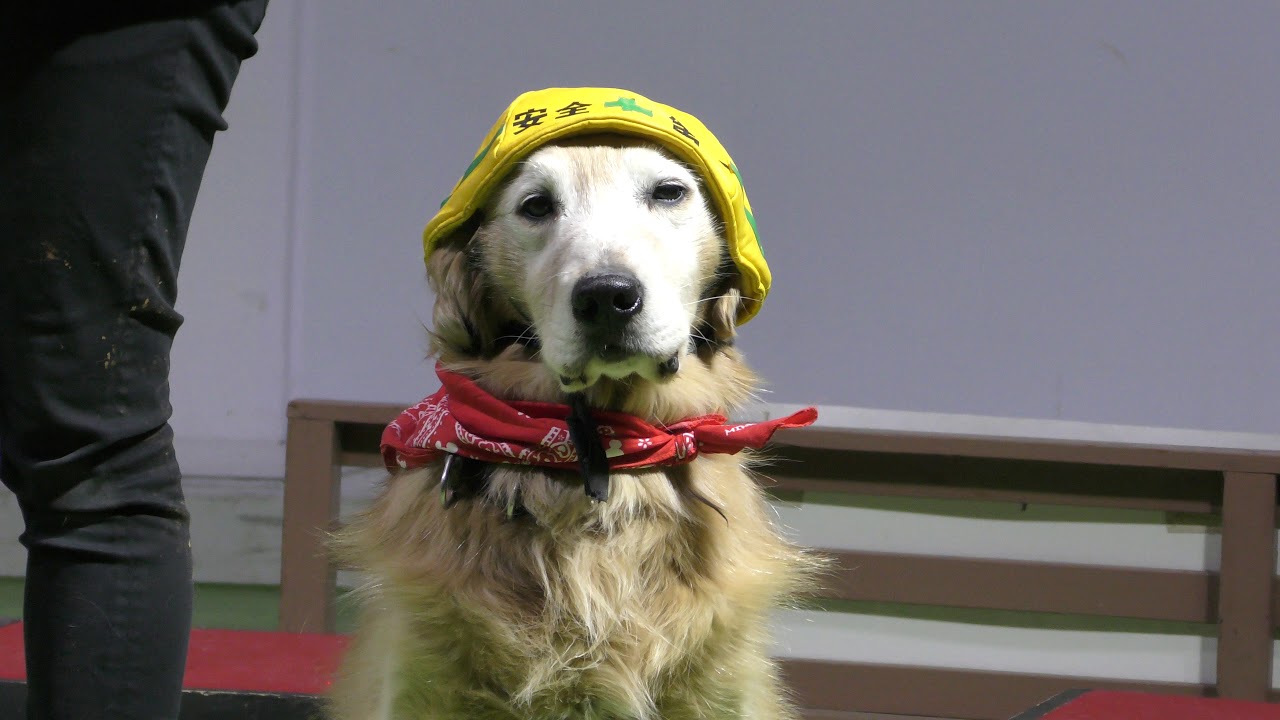 Dog show (Wanwan Zoo, Aichi, Japan) January 23, 2019 - YouTube