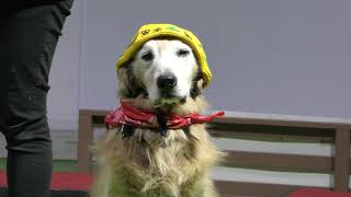 Dog show (Wanwan Zoo, Aichi, Japan) January 23, 2019 - YouTube