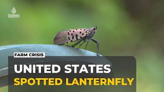 US fights invasive flies: Senators want funding for research