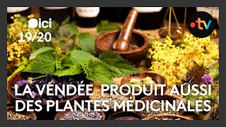 Témoignage d'une productrice de plantes médicinales en Vendée près de la Roche Sur Yon