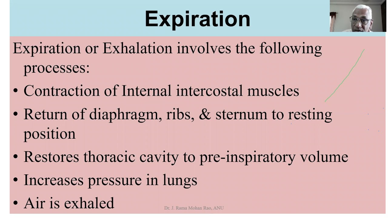 Respiratory Mechanism Telugu M P Ed 22 04 2021 YouTube