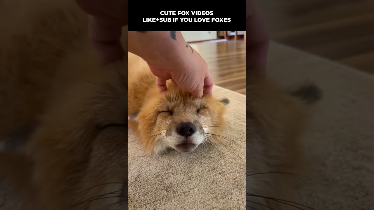 🦊 FOX Clips that will melt your heart! #fox #pets #cute