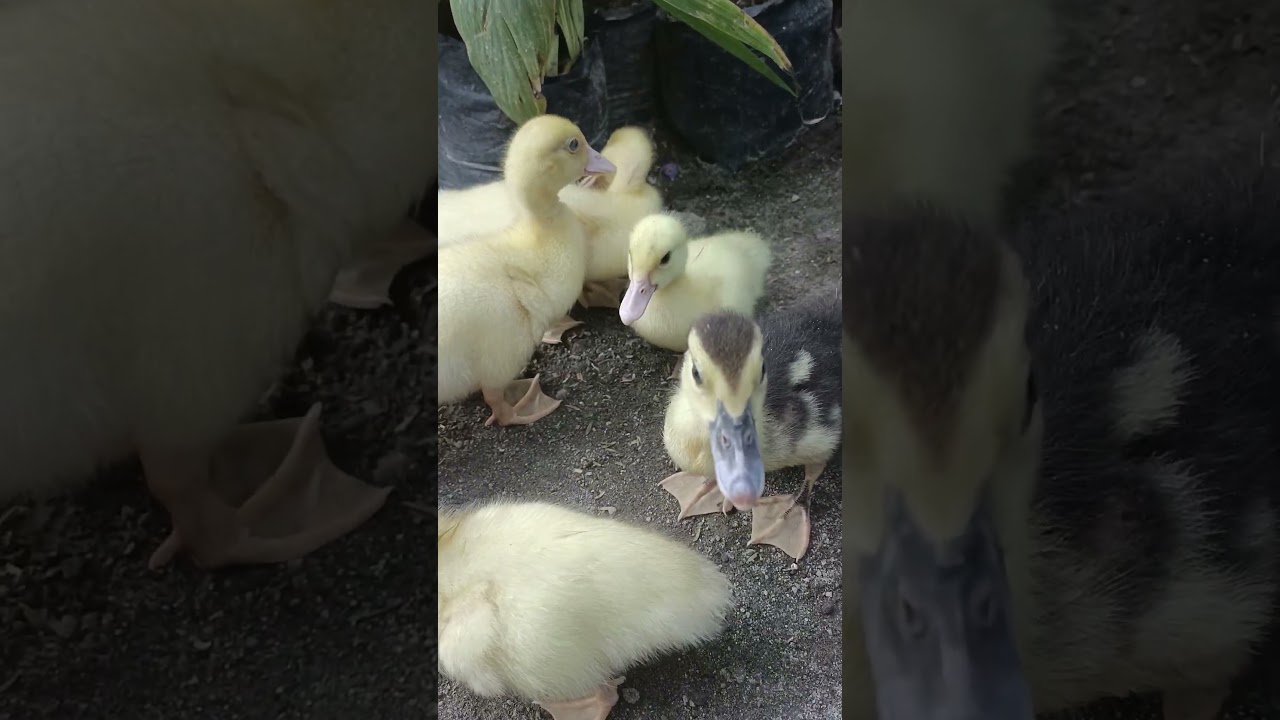 bebek lucu cute duckling #anomali #anomaliviral #ducklingspro #funny #cartoon #shortviral #duck