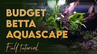 How To Make A Betta Fish Tank