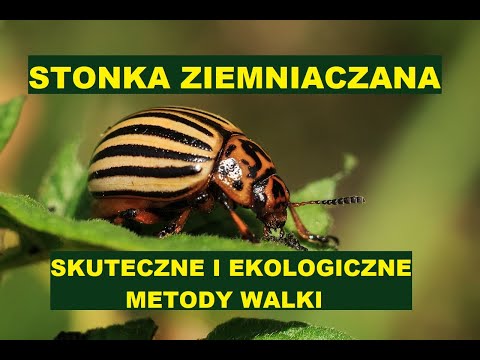 Wideo: Musztarda przeciwko stonce ziemniaczanej: metody aplikacji