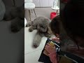 Biggest Poodle doesn't want to be touched