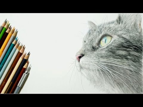 色鉛筆でネコを描いてみた 横顔編 Youtube