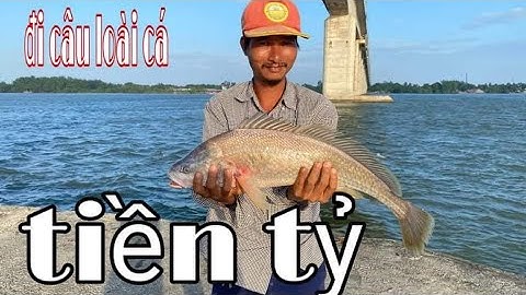 Cá sủ và giá trị của loài cá hiếm,Câu cá cầu Mỹ lợi